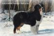 ASCA Ch/AKC Ch. Ferncroft's Ball of Fire