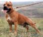 5CACIB 12CAC GRCH UA Bayron Bold End Beauty