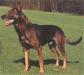  Robbie [Dhr. J.L.H. Tinnemans, Ospel] BRN 1166