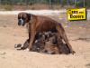 Atena de Aarõn del Tajo <span style="color: darkblue">TS</span>