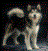 CH WORLD,EURO,INT,I, Storm Kloud's Qquest for Glory