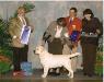 MULTIPLE BISS & BOSS GCH CH JanLon's Light My Fire