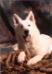 Nikita the Lovely White Shepherd