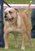 Rose's Tyson 2 Mumba