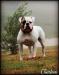 Chasteen's Ruff N' Tuff Rockzan