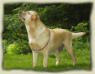 CH Toplicht Fleur's Charlee My Girl