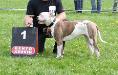 Silver Moon Bull's Iron Lady