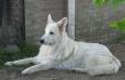  Emira The Lovely White Shepherd