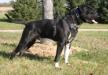 Konfederate's Cobblestone-N-Onyx