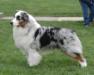 AKC/ASCA CH Jazztime Dollars N' Sense