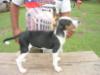 Clover do E.J.M