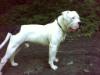  Cammish's Buster