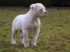  Masterbull's White Widow of Bullforce
