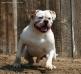 RCK's Monte Blanco de Oro of SDOB