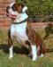 VIP Bulldogs D R Moses of SS
