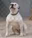 BC's Hannah of Iron City American Bulldogs