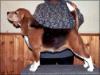  Daragoj Little Boldlady