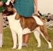 AKC CH Tobe's Apogee Hot Sockey