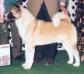 AKC CH TimberSkys Heaven and Earth