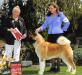 BISS AKC GCH Crown Royal's Start'N A Revolution