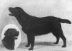 Alanwood Lady Fernella of Sudeo