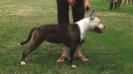 Iron Amstaff Blazing Star