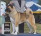 AKC CH Hoka-Hey's Mesquite