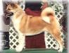 AKC CH Mystik's Hav-Ta-Go-Sho
