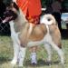 AKC CH O'PR-Shichi's Excursion At CR