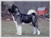 AKC CH Algarin's Imperial Ruler