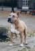 CH.PL. CACIB Sasquehanna HD