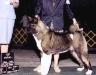 AKC CH Calaban's Wild Side Of Life