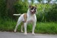 Bullforce Bouncer of Demoniac Team