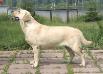 CACIB,RUS,CH,RKF CH Timantti Solid Vassiona