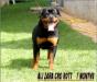 Ali Zara Cro Rott