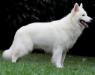  Igor White Memphis Kann Schimmelpfeng
