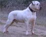 CH White Angel Bliz