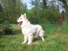 CH.POL. Canta Lupa WHITE SUMMER SNOW