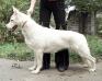 CHRUS, RKF, 4XCACIB Fieliss Blanka