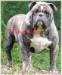  My Bulldogge's Bozza Da Bull