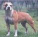 Gaff'S Miss Daisy-Mae