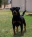  Crobreed Freya