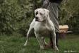 Bingen Bulldogs Warrior