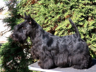 Carmen z.Muskatove Zahrady