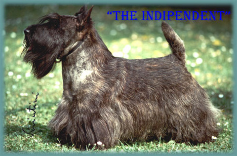 BALGAIR The Independent