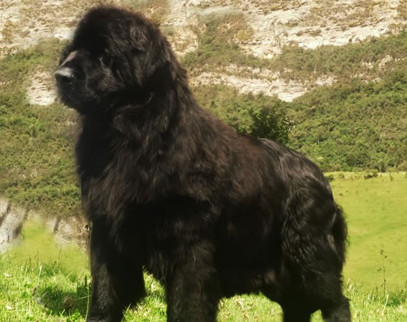 Aby del Gran Oso Negro