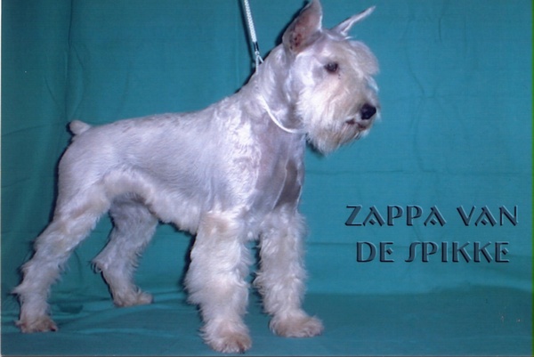 Zappa v.d. Spikke