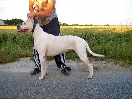 Perro Pelea Cordobes Oriana