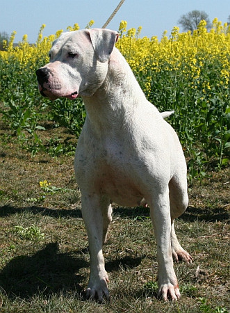 TIGIDAS EDEN