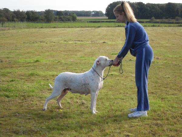 Perro Pelea Cordobes Paloma